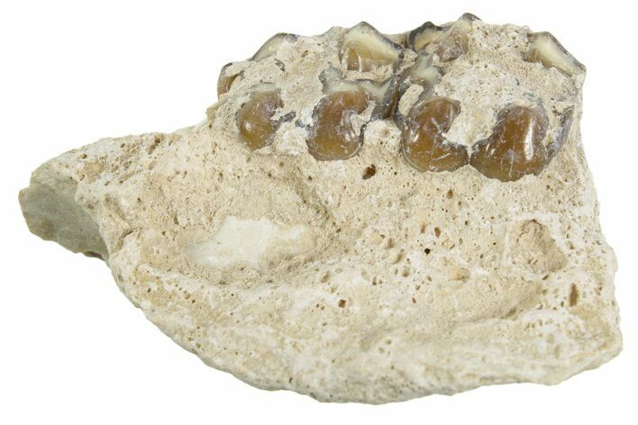 Fossil Horse (Mesohippus) Jaw Section - South Dakota #365180
